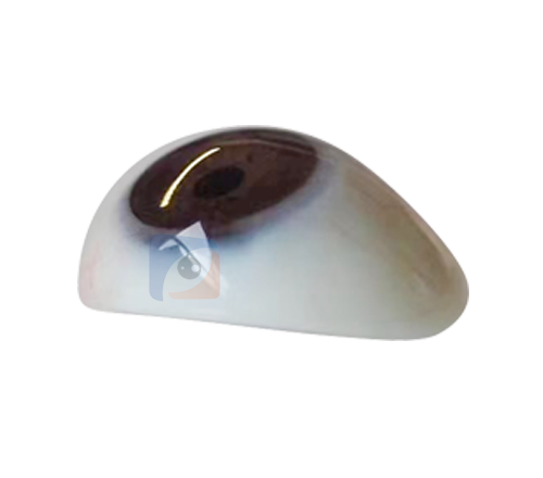 三明高分子义眼定制