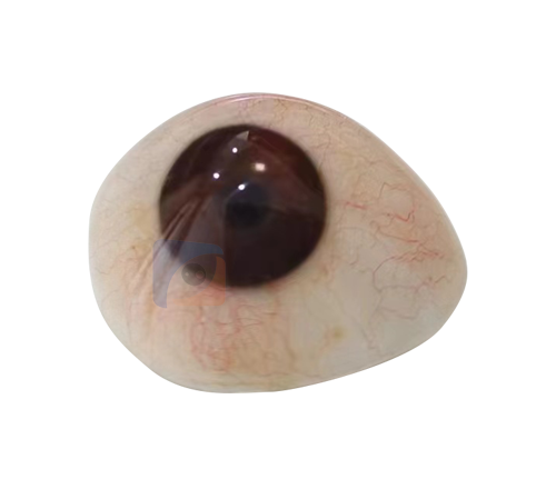 三明国产义眼定制